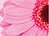 PinkFlower