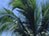 PalmParadise1_thumb