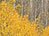 Aspen&Spruce_thumb