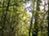 IntheForest_thumb