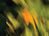 OrangeTree_thumb