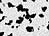 Dalmatian_thumb
