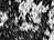 Skunk_thumb