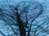 Tree Canary