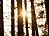 Tree Silhouettes_thumb